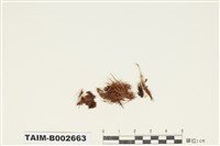 藏品(曲尾苔科)的圖片